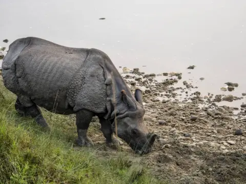 Kathmandu Chitwan Tour